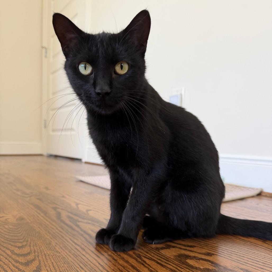 Enlarge Birdie, a Adoptable Domestic Medium Hair in Houston, TX image 3/5