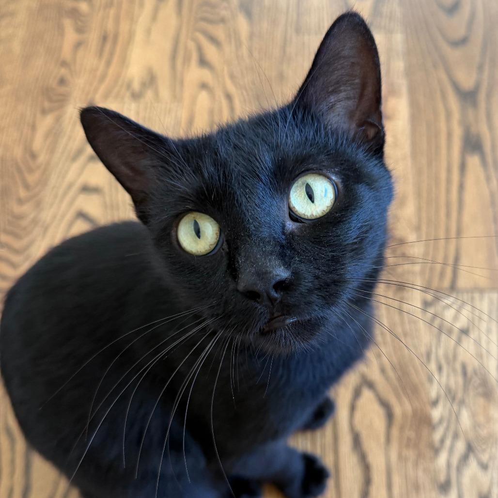 Enlarge Birdie, a Adoptable Domestic Medium Hair in Houston, TX image 4/5