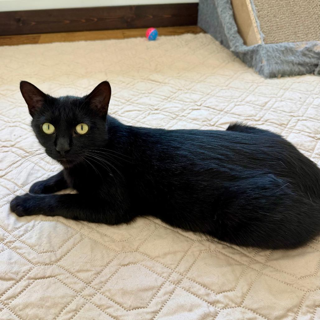 Enlarge Birdie, a Adoptable Domestic Medium Hair in Houston, TX image 5/5