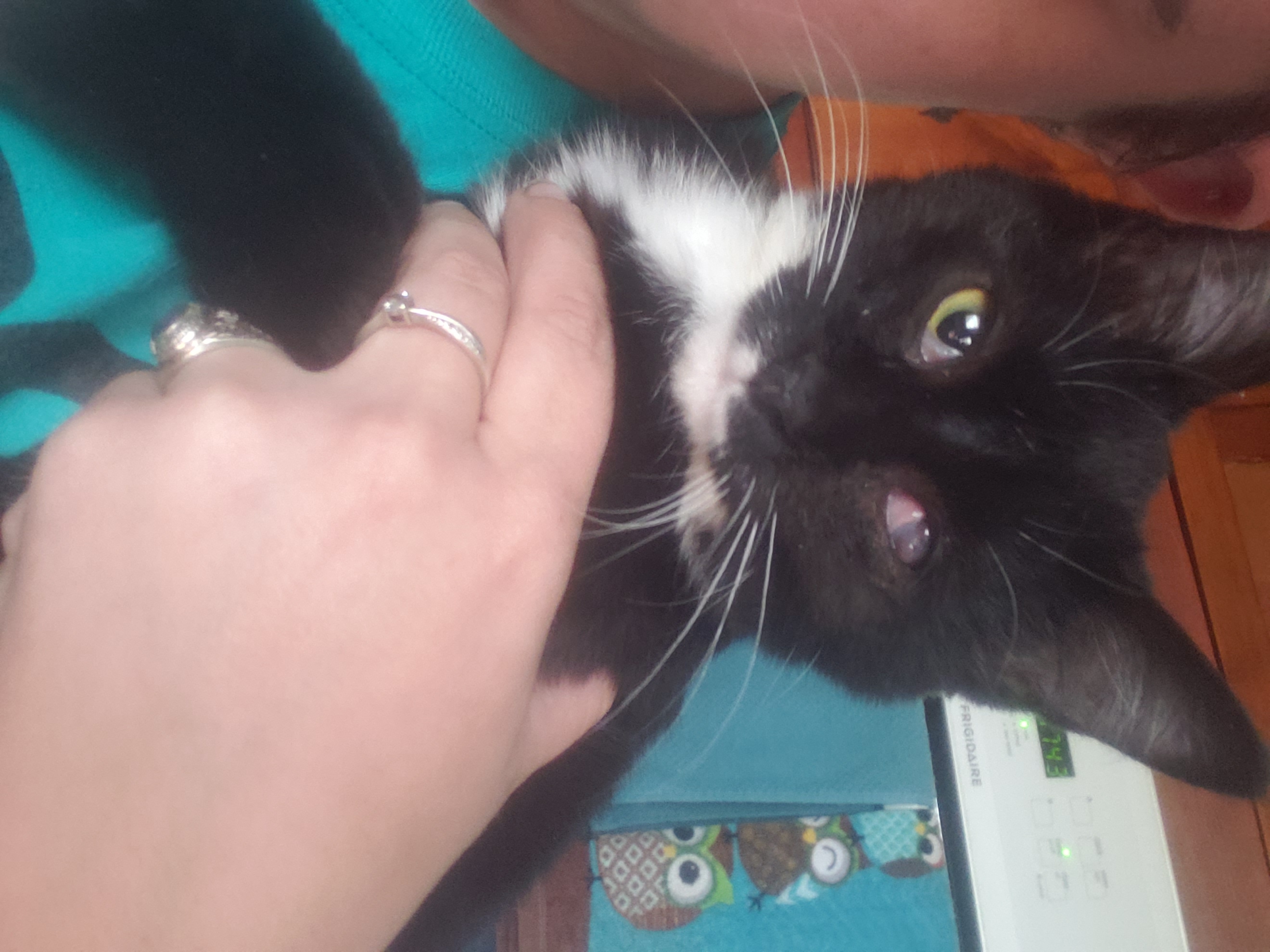 Enlarge Shilo, a Adoptable Domestic Short Hair in Bendersville, PA image 3/3