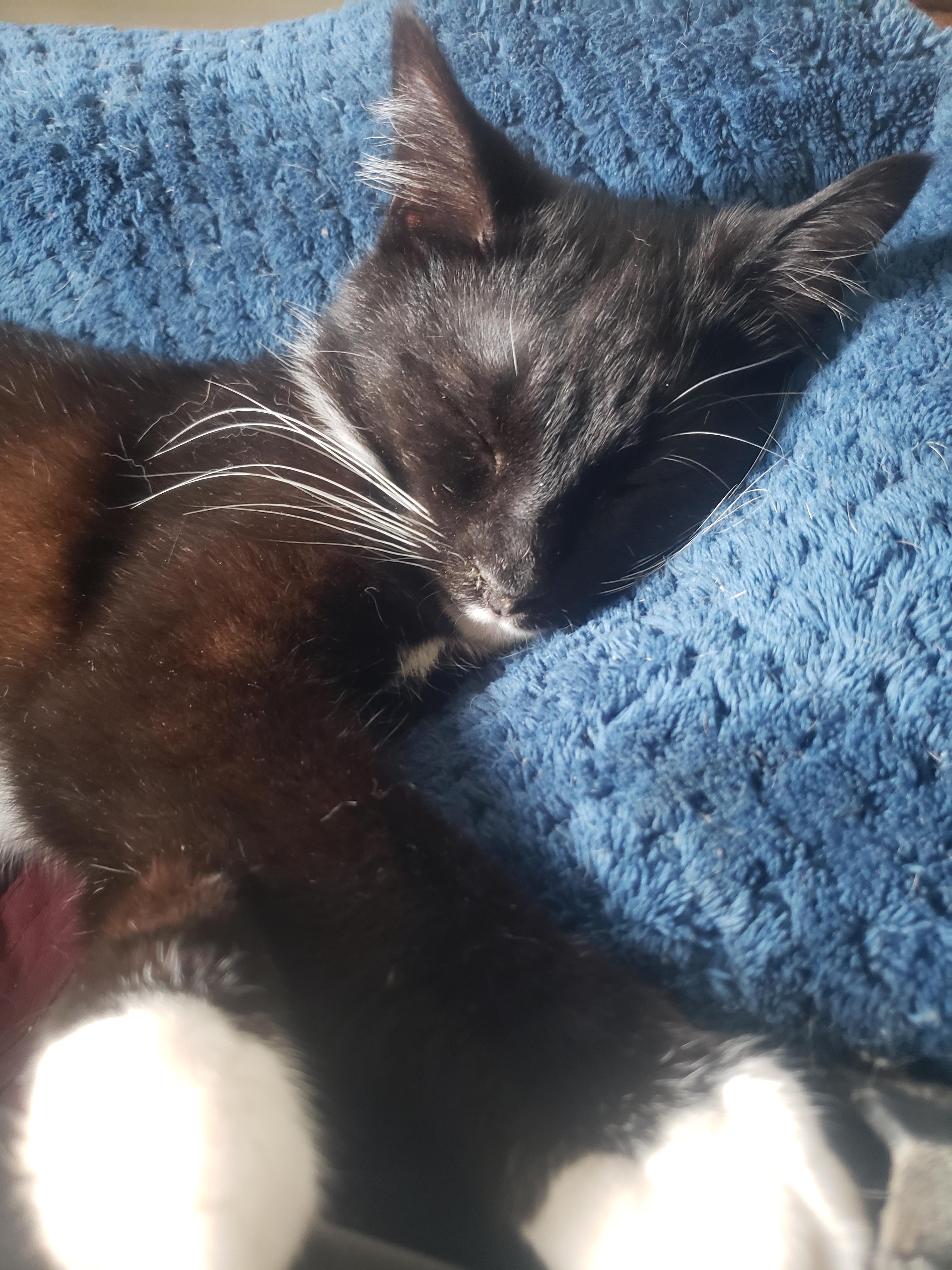 Shilo, Adoptable, Young Male Domestic Short Hair.