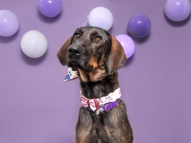 BROWNIE, Adoptable, Young Female Labrador Retriever.