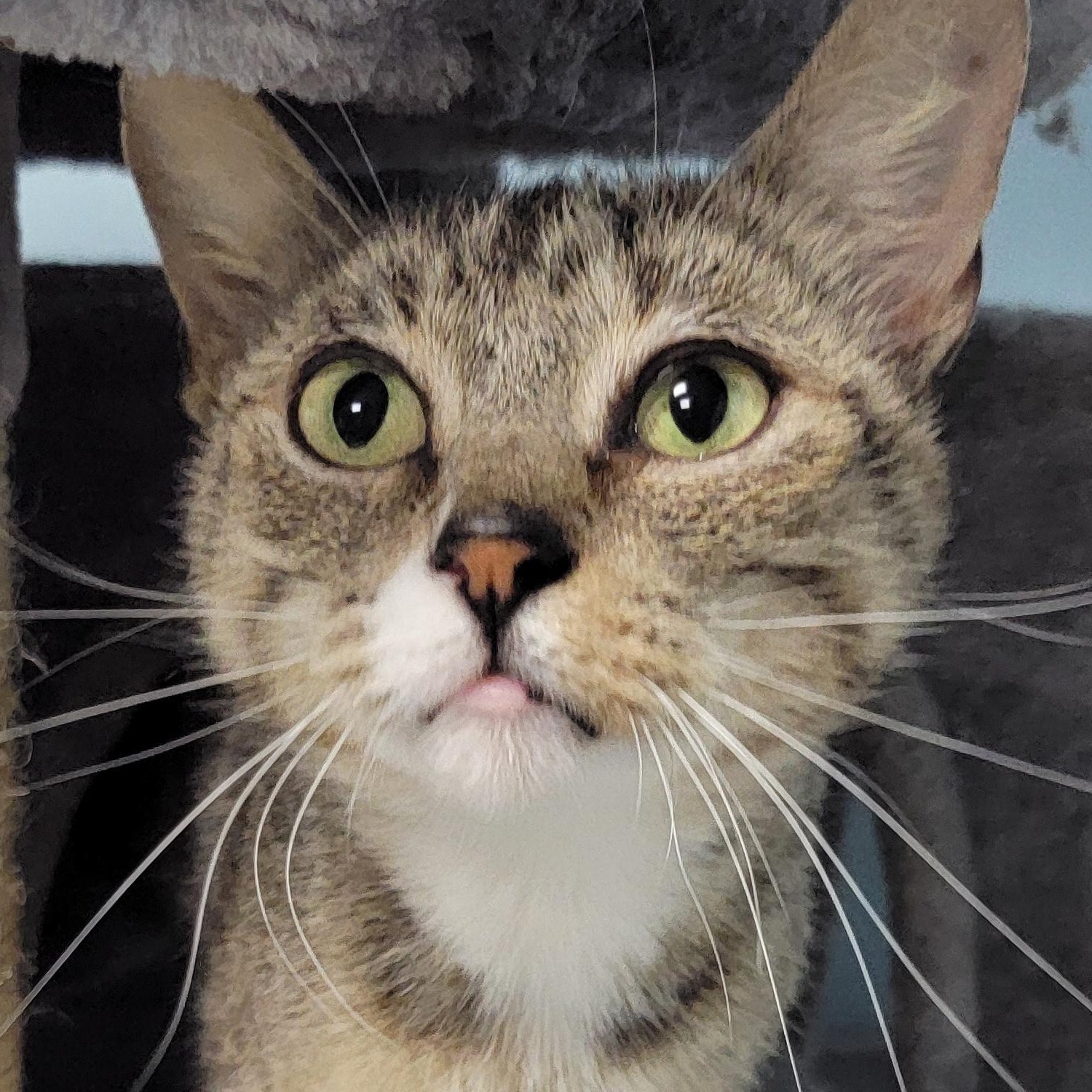 Nugget, ADOPTABLE, Young Female Domestic Short Hair.