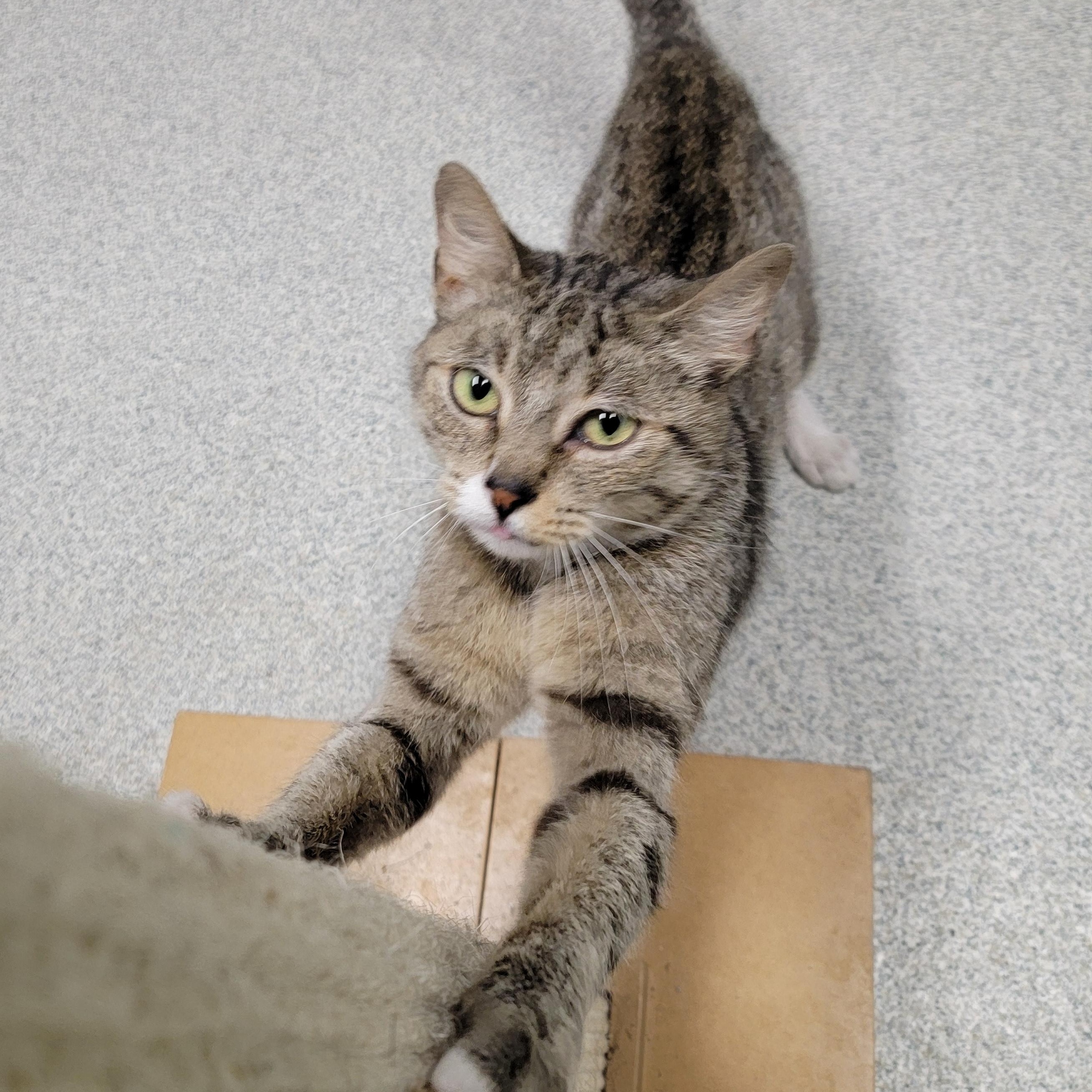 Nugget, a ADOPTABLE mixed breed in Camp Pendleton, CA image 3/3