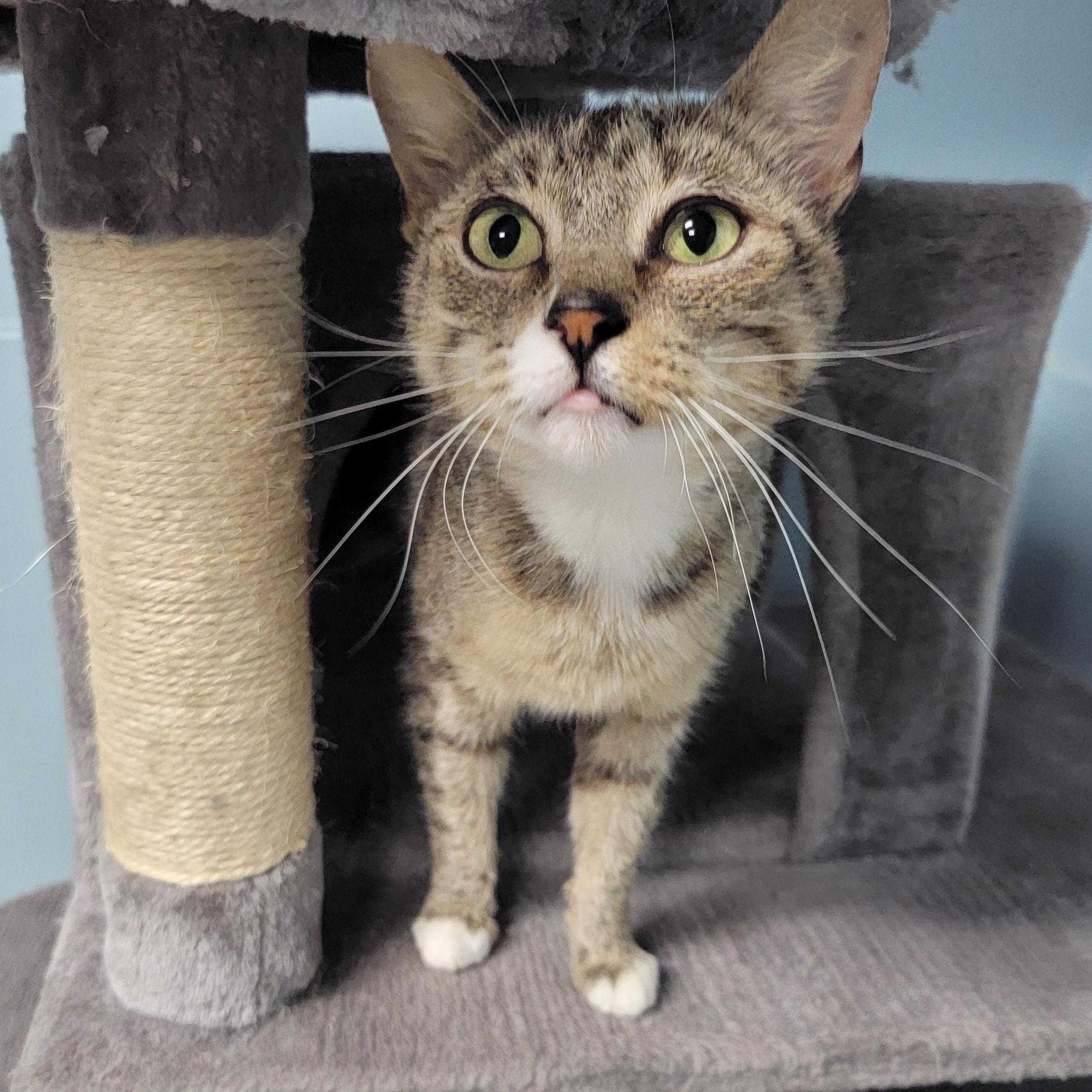 Nugget, a ADOPTABLE mixed breed in Camp Pendleton, CA image 2/3