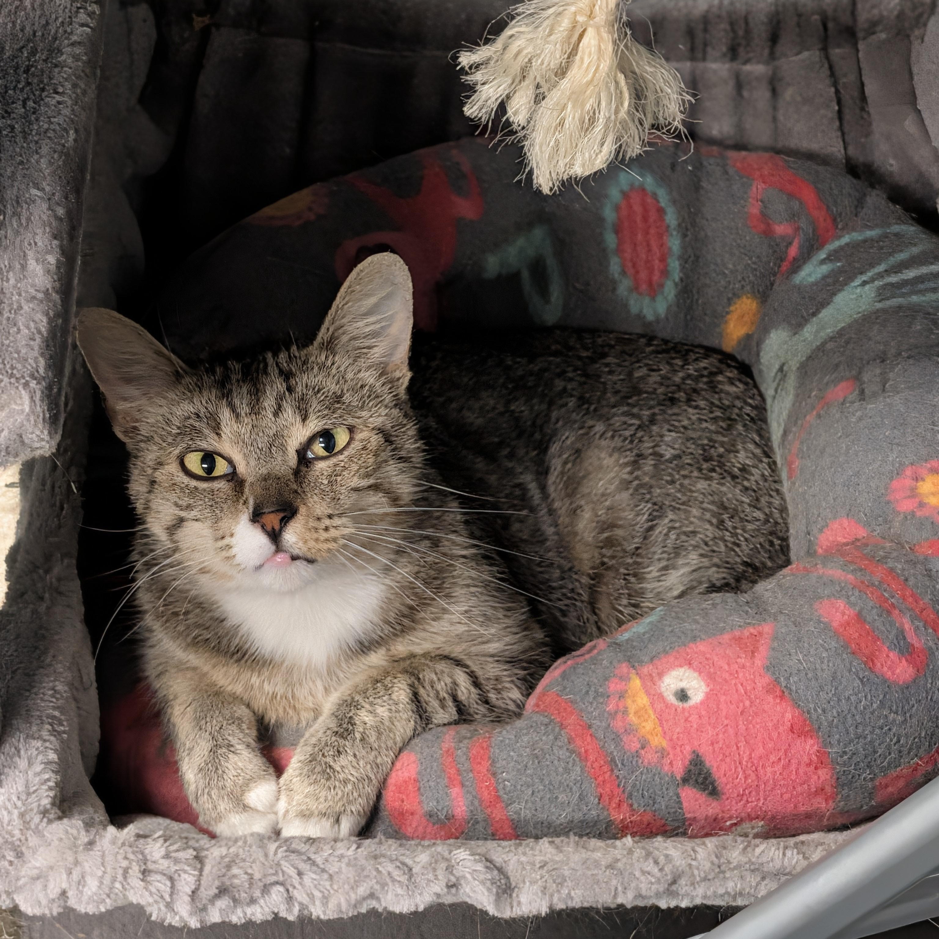 Enlarge Nugget, a Adoptable mixed breed in Camp Pendleton, CA image 4/4