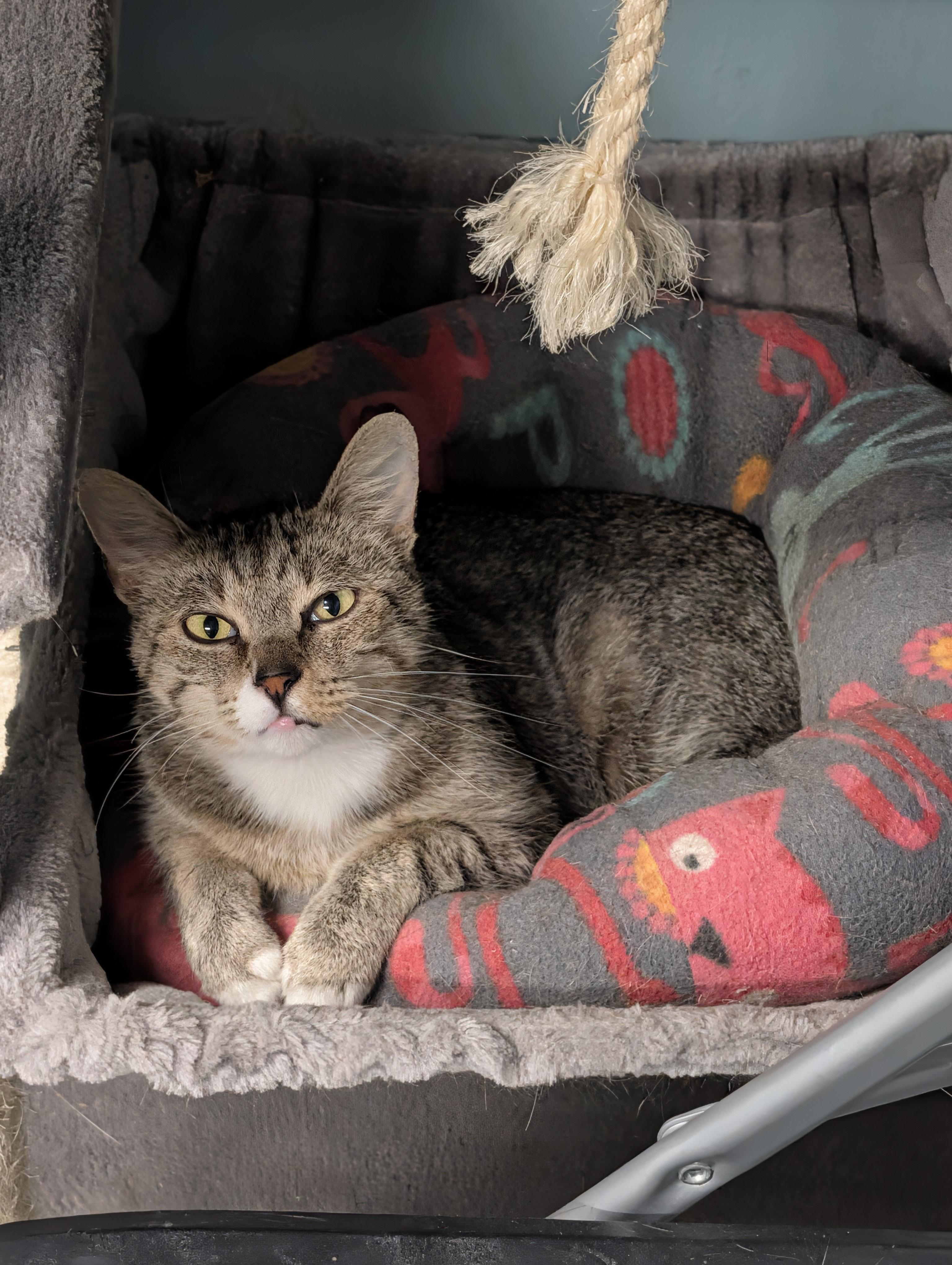 Nugget, a ADOPTABLE mixed breed in Camp Pendleton, CA image 4/4