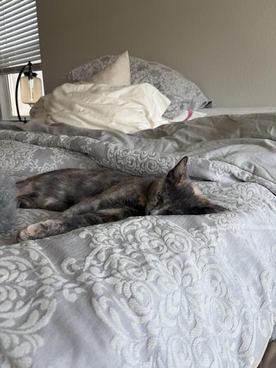 Splotch — thumbnail 2