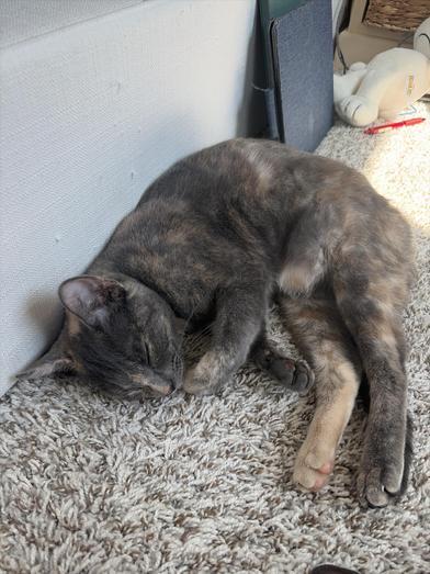 Splotch — thumbnail 4