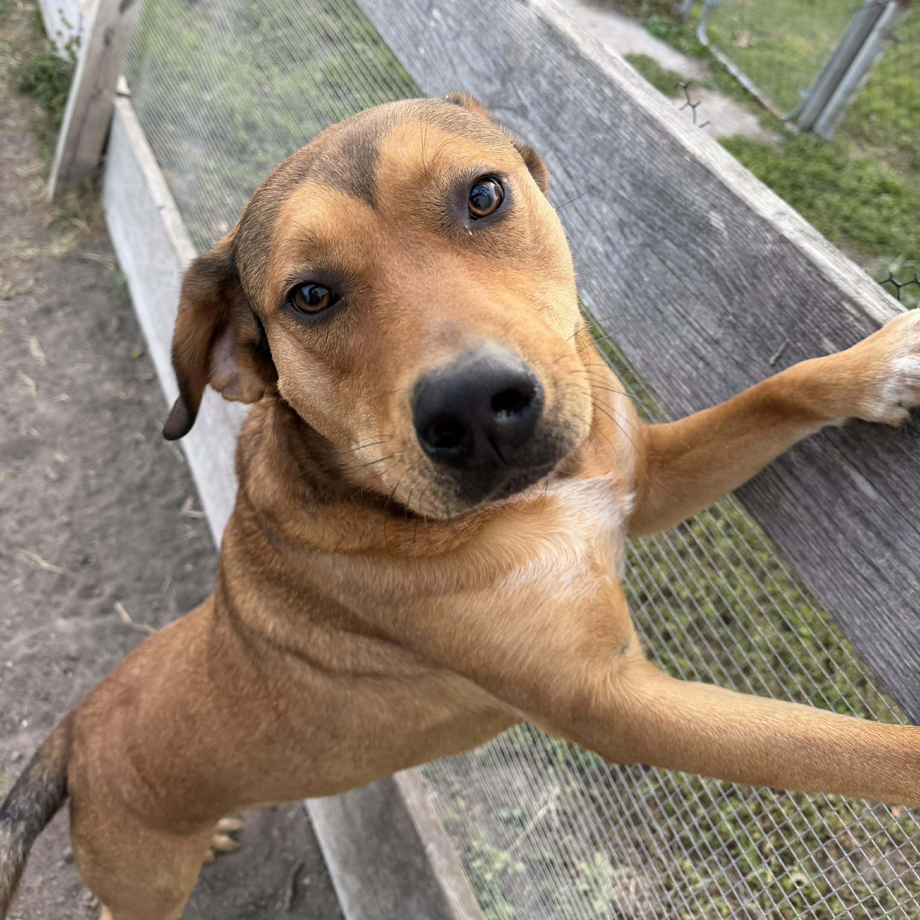Enlarge Butter Bean, a Adoptable mixed breed in Baltimore, MD image 4/6