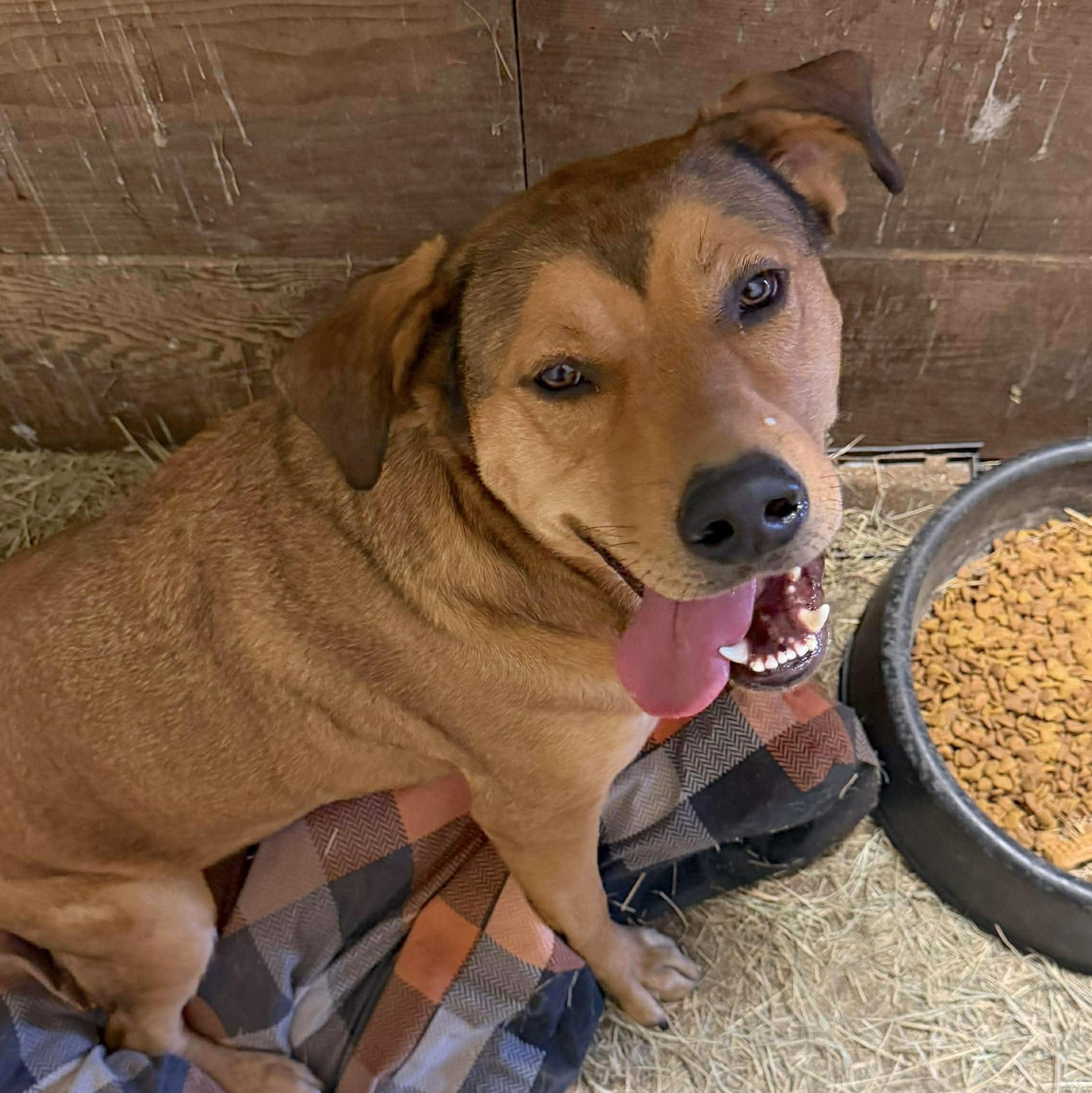 Enlarge Butter Bean, a Adoptable mixed breed in Baltimore, MD image 3/6