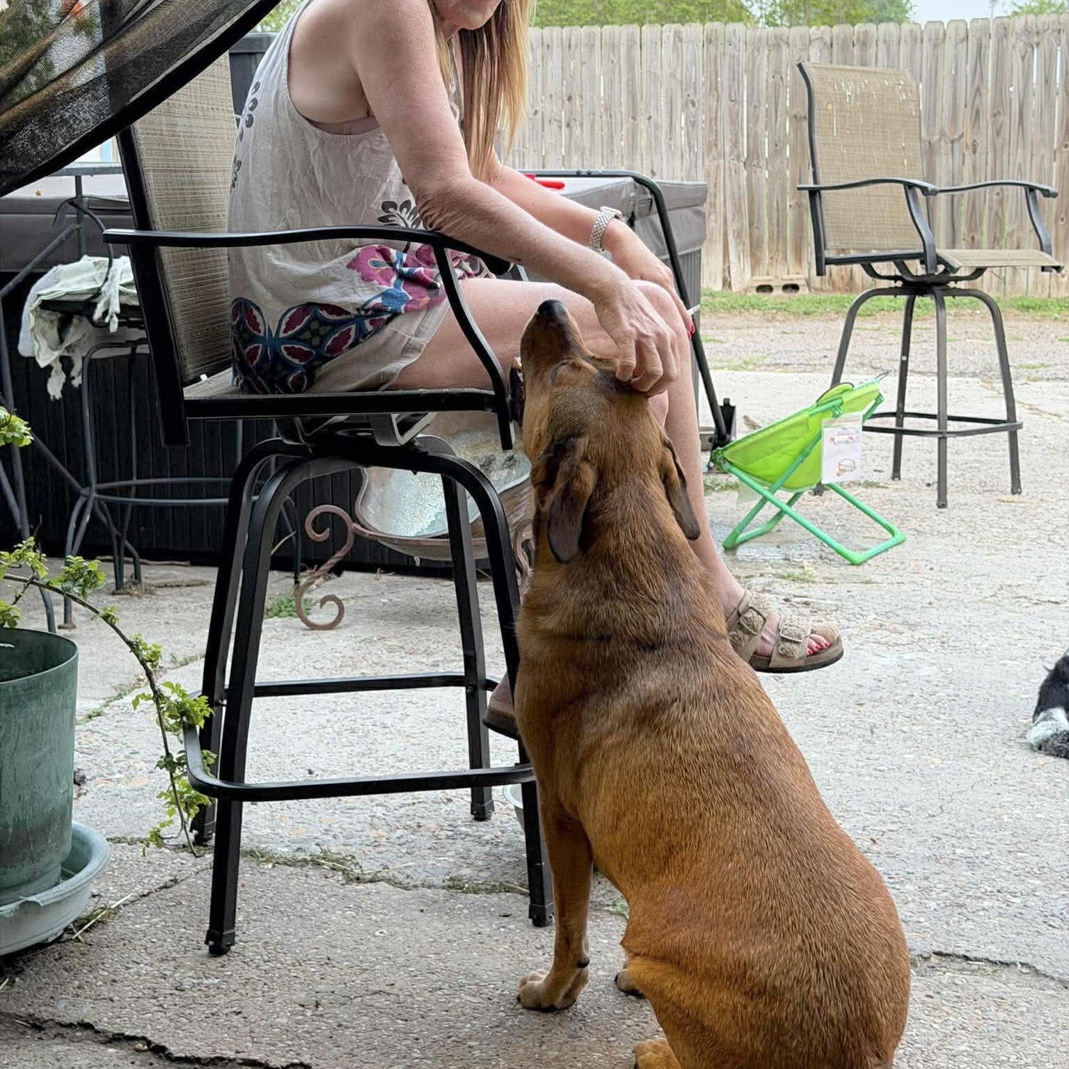 Enlarge Butter Bean, a Adoptable mixed breed in Baltimore, MD image 6/6