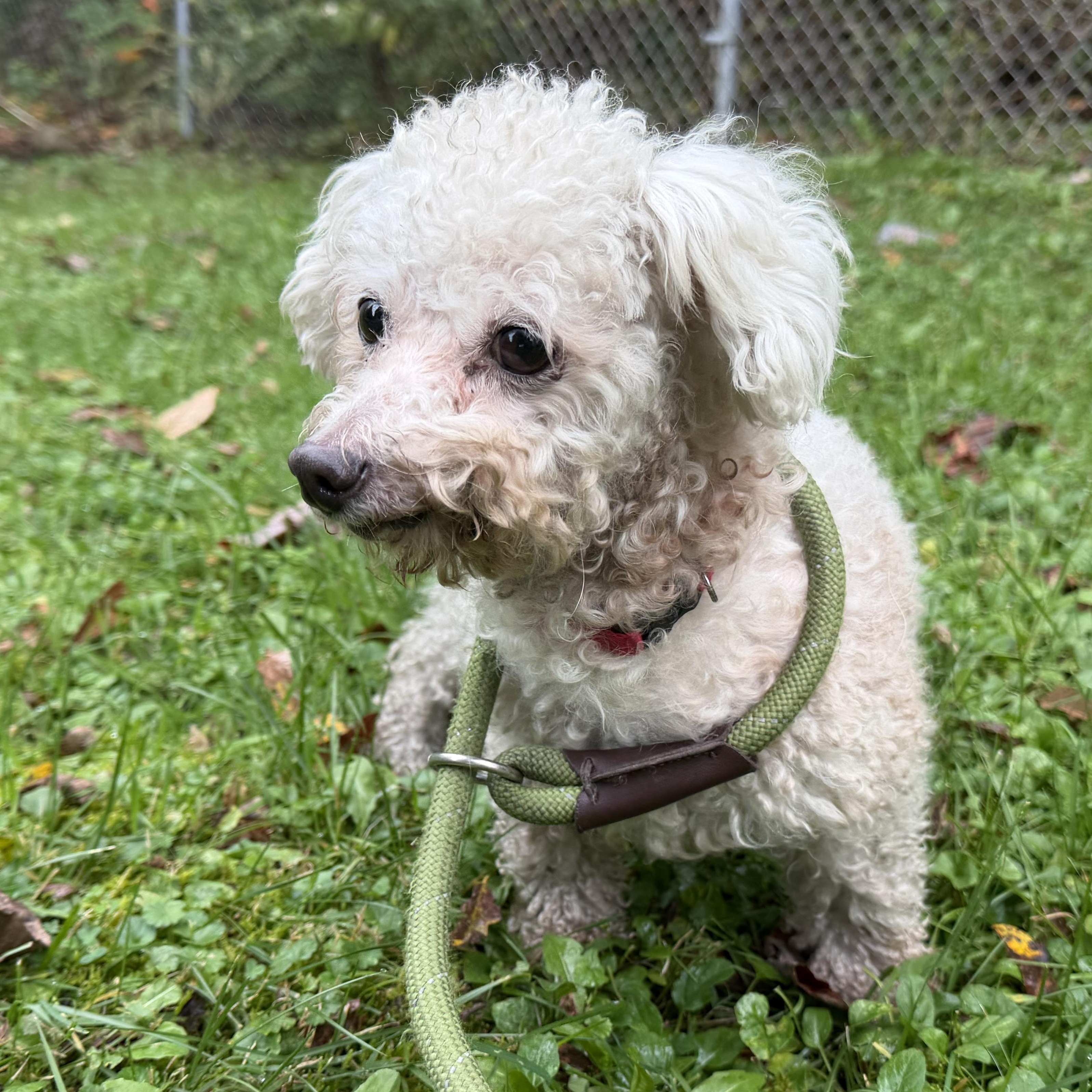 Enlarge Ella, a Adoptable mixed breed in Latrobe, PA image 4/4