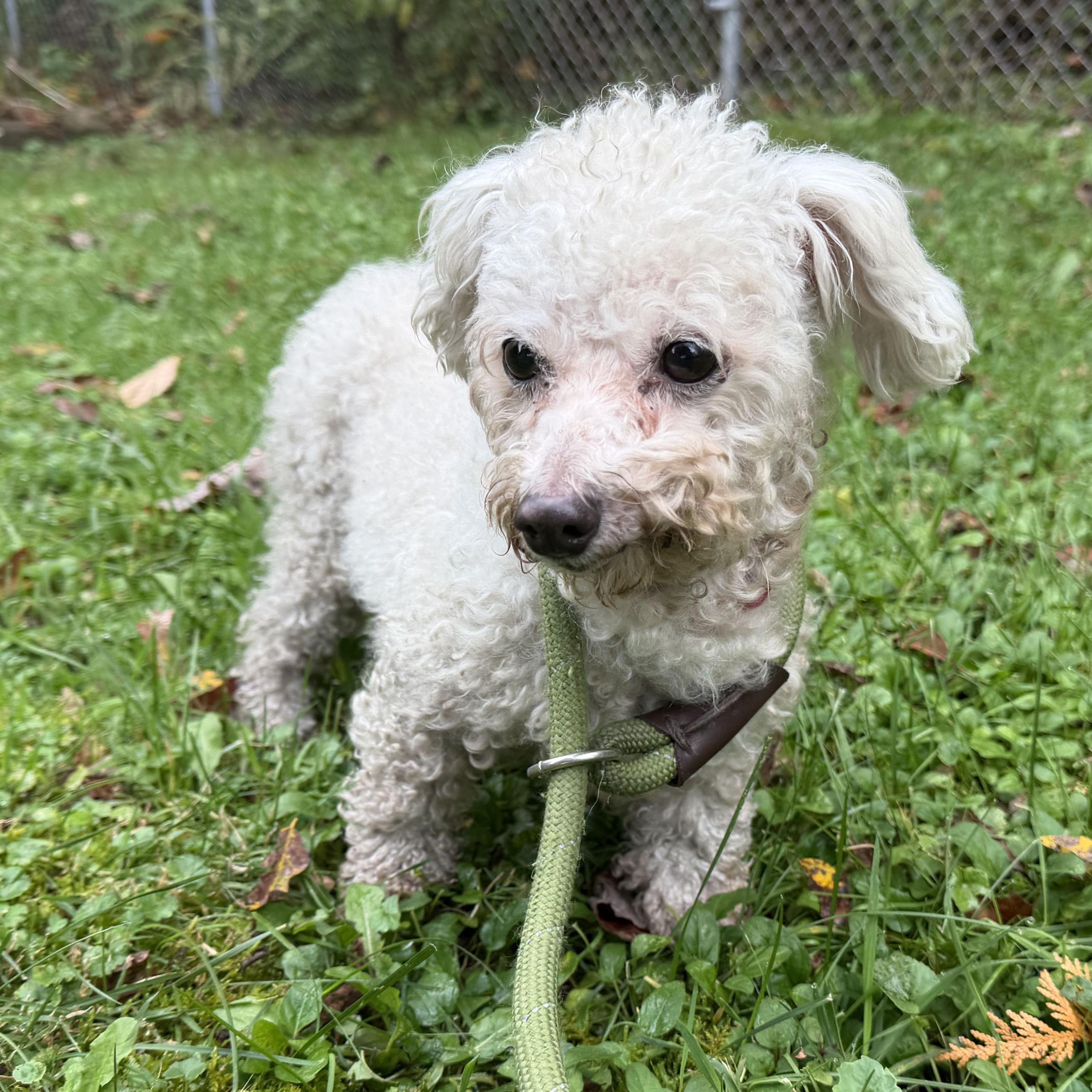 Enlarge Ella, a Adoptable mixed breed in Latrobe, PA image 3/4