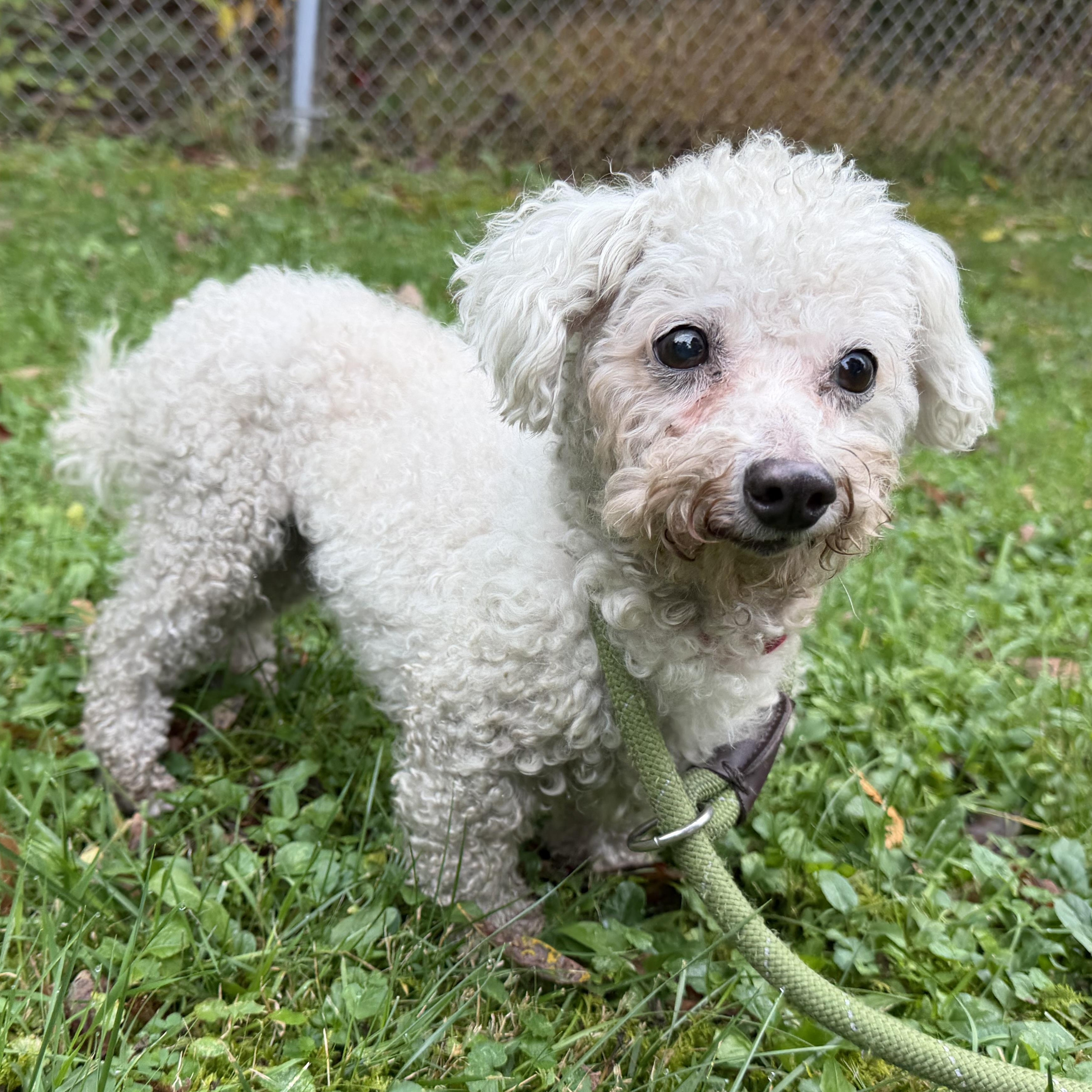 Enlarge Ella, a Adoptable mixed breed in Latrobe, PA image 2/4