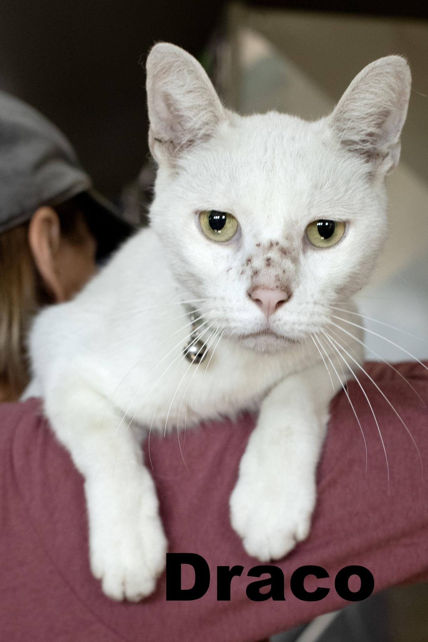 Draco, Adoptable, Adult Male Domestic Short Hair.