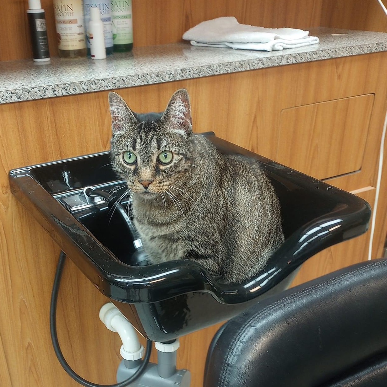 CHI CHI, a Adoptable Domestic Short Hair in Schnecksville, PA image 6/6