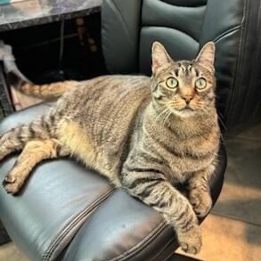 CHI CHI, Adult Male Domestic Short Hair