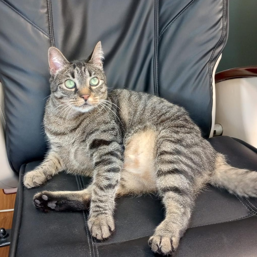 CHI CHI, a Adoptable Domestic Short Hair in Schnecksville, PA image 3/6