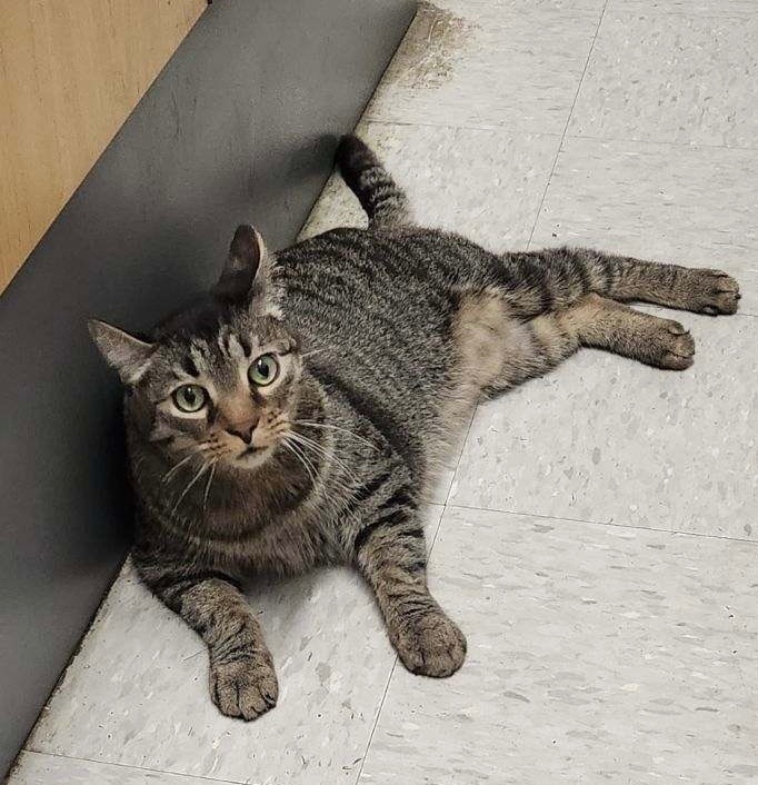 CHI CHI, a Adoptable Domestic Short Hair in Schnecksville, PA image 4/6