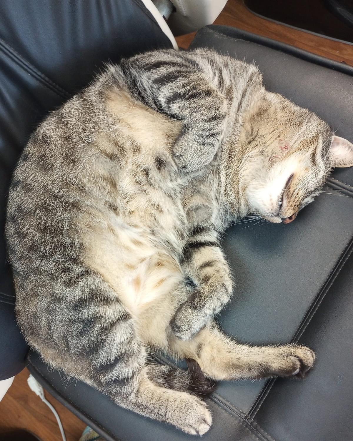 CHI CHI, a Adoptable Domestic Short Hair in Schnecksville, PA image 2/6