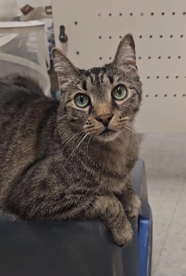 CHI CHI, a Adoptable Domestic Short Hair in Schnecksville, PA image 5/6