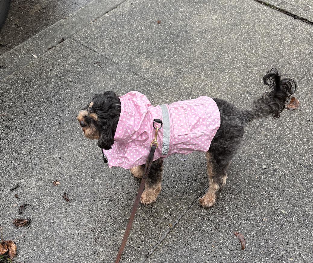 Enlarge Nena, an adopted Cavapoo in Emeryville, CA image 3/3