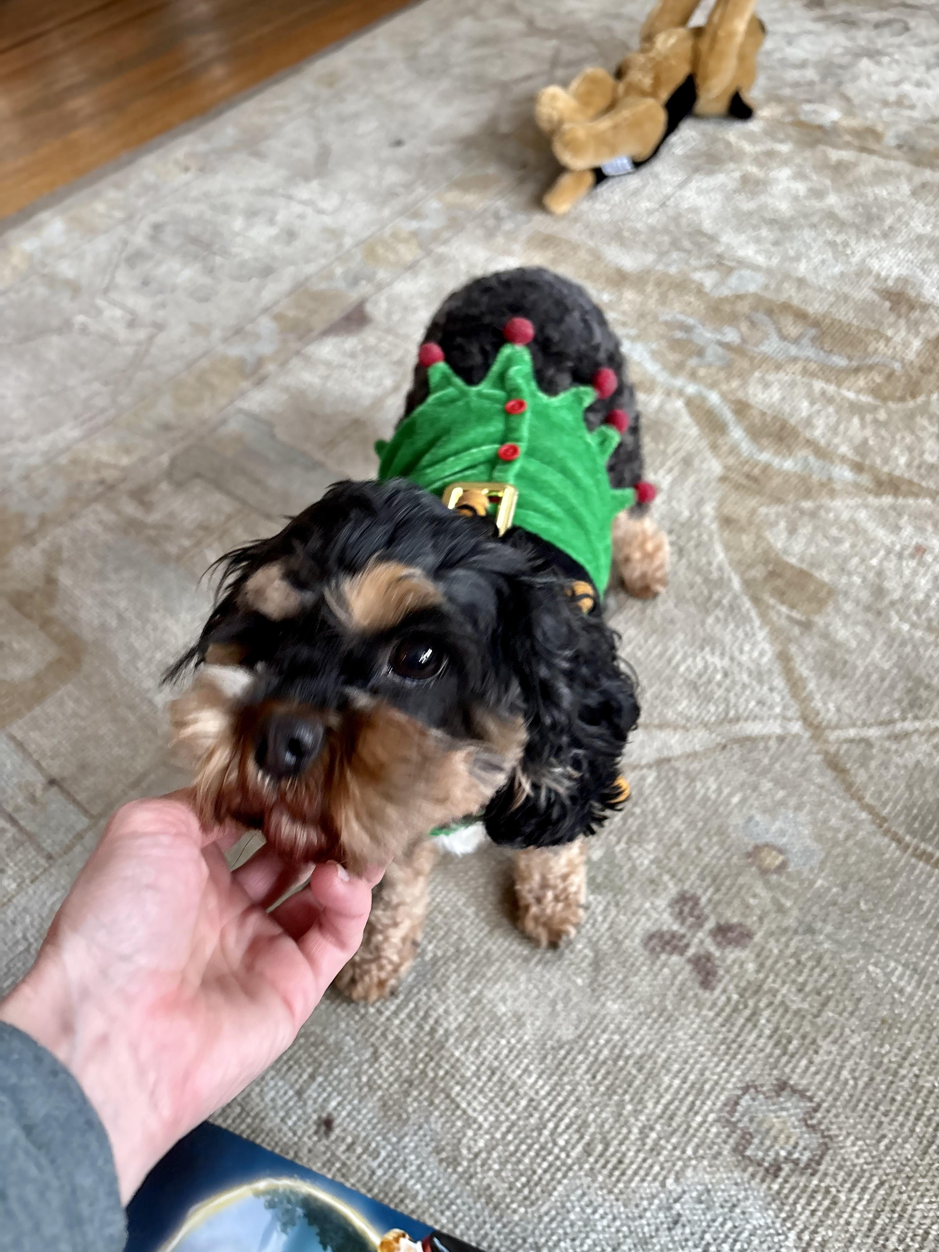 Nena, ADOPTABLE, Adult Female Cavapoo.
