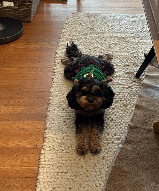 Enlarge Nena, an adopted Cavapoo in Emeryville, CA image 2/3