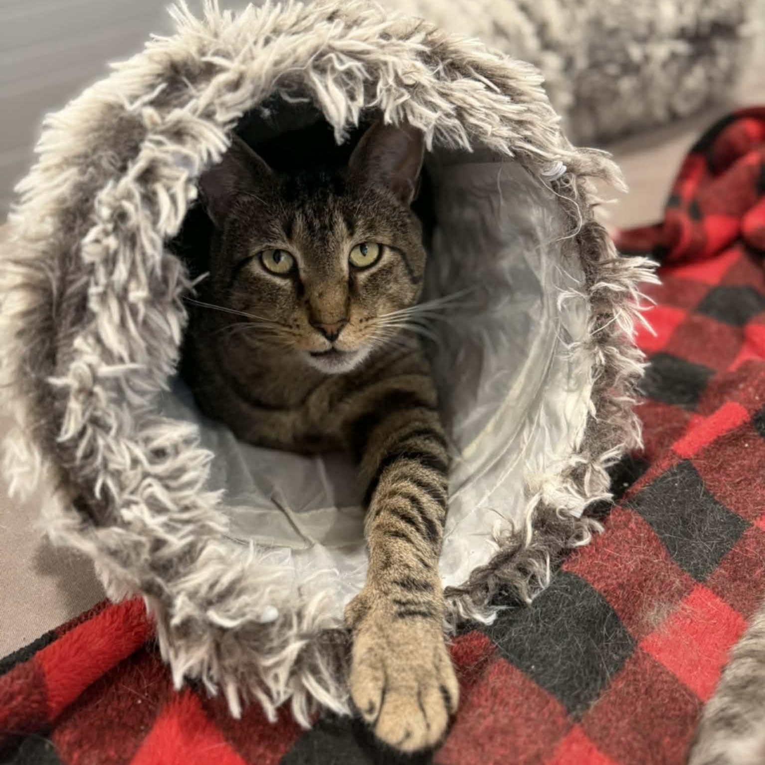 Tommy, Adoptable, Adult Male Tabby.