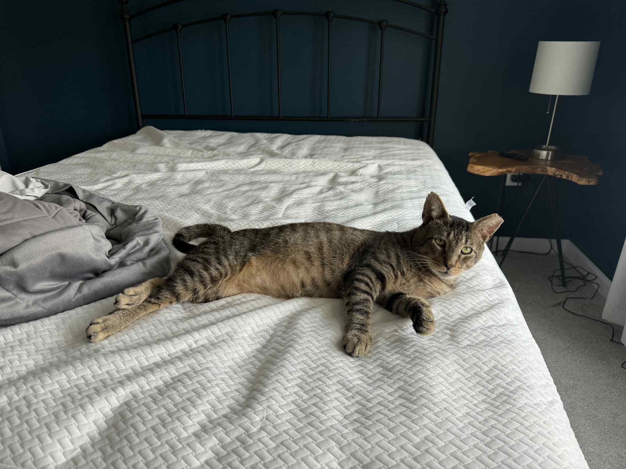 Enlarge Tommy, a Adoptable Tabby in BUTLER, PA image 4/6