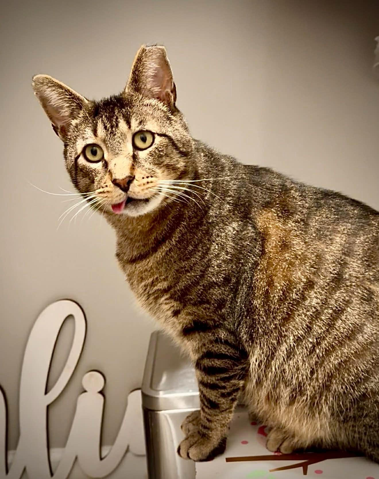 Enlarge Tommy, a Adoptable Tabby in BUTLER, PA image 1/6