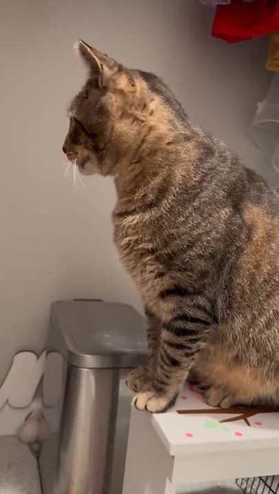 Enlarge Tommy, a Adoptable Tabby in BUTLER, PA video 6/6