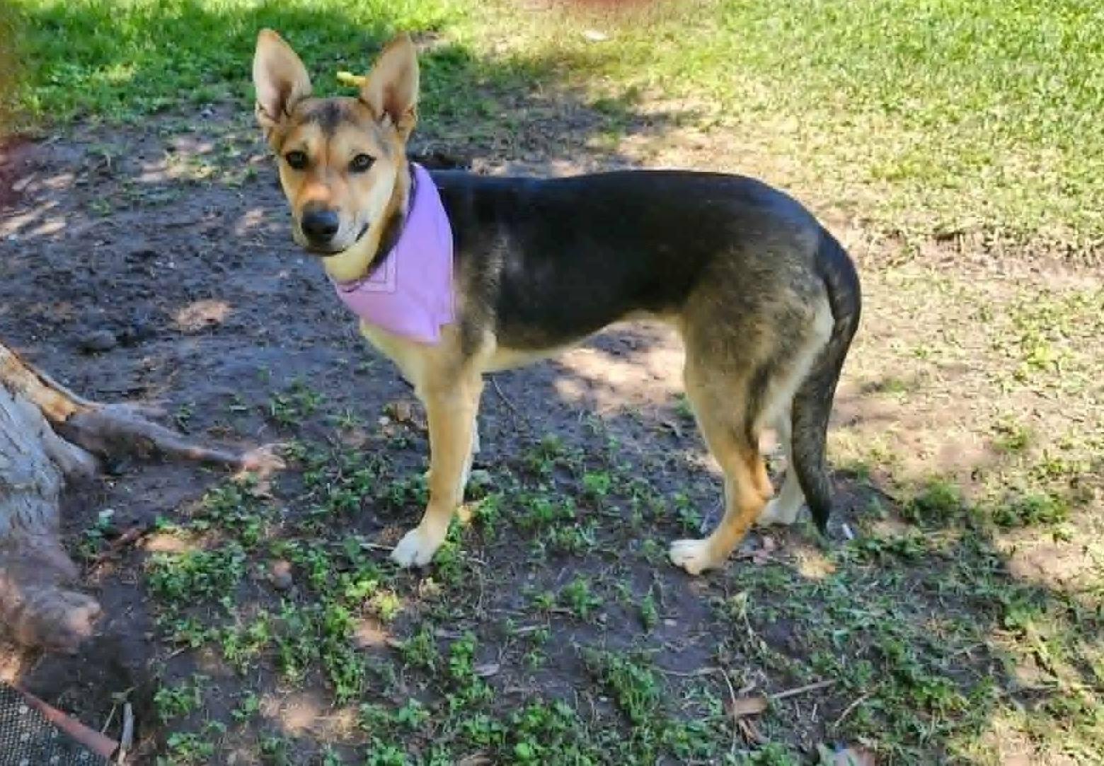 Annie, Adoptable, Young Female German Shepherd Dog.