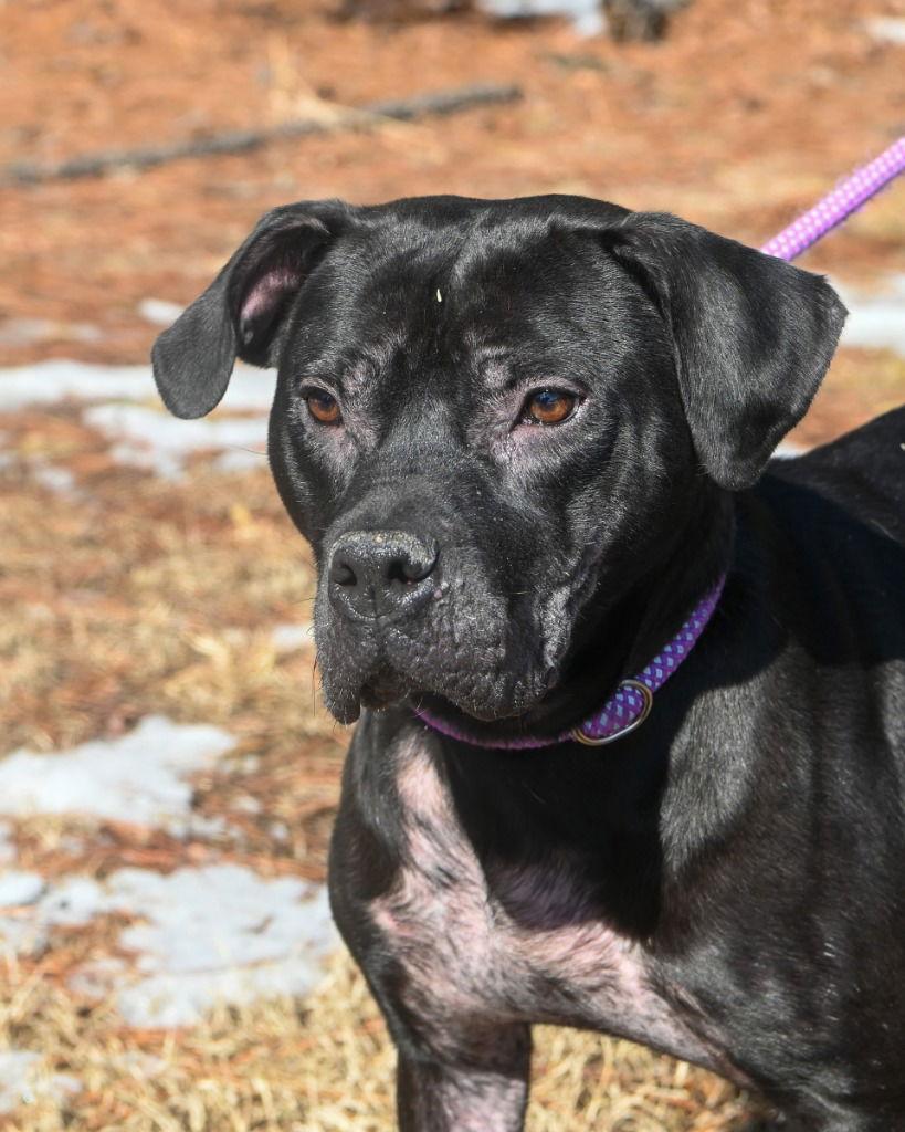 DA 13 Hippity Hoppity, a Adoptable Pit Bull Terrier in Glen Allen, VA image 1/3