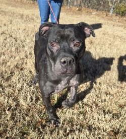 DA 13 Hippity Hoppity, Adoptable, Adult Male Pit Bull Terrier.