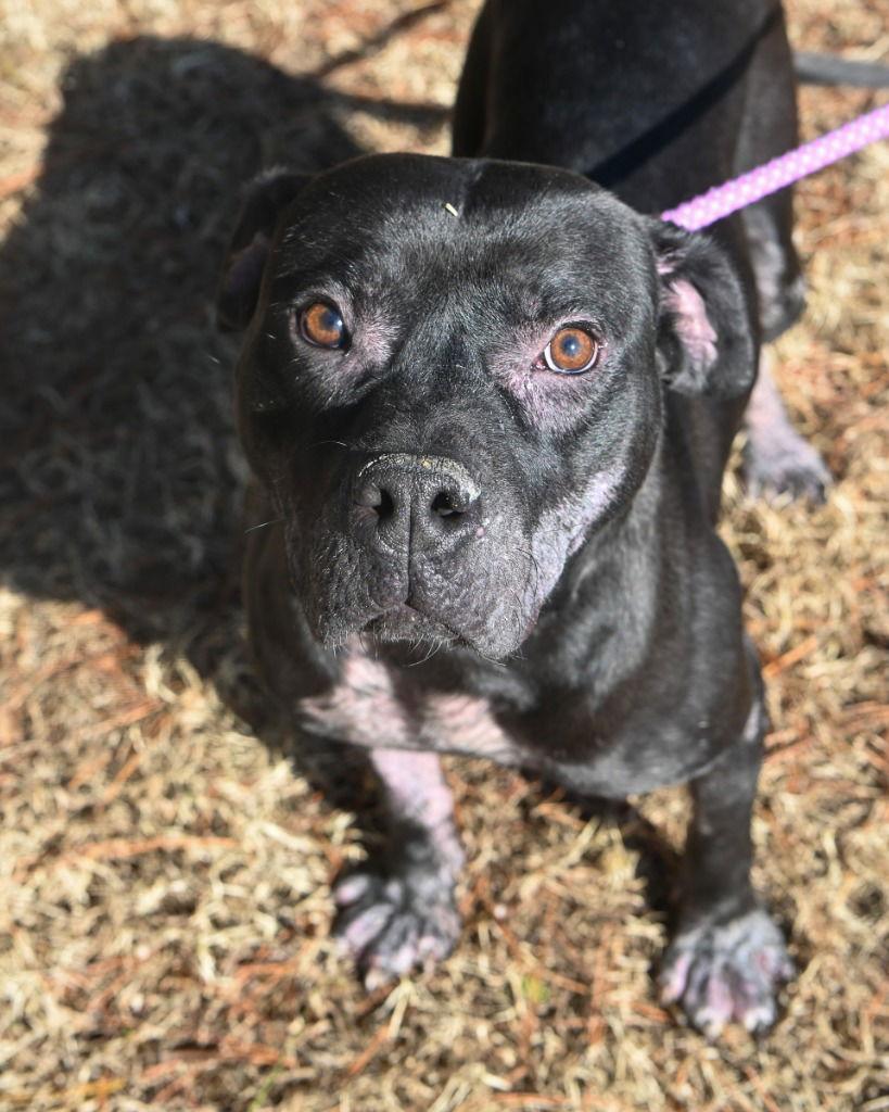 DA 13 Hippity Hoppity, a Adoptable Pit Bull Terrier in Glen Allen, VA image 2/3