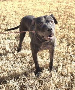 Enlarge DA 13 Hippity Hoppity, a Adoptable Pit Bull Terrier in Glen Allen, VA image 2/3