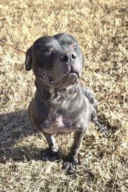 Enlarge DA 13 Hippity Hoppity, a Adoptable Pit Bull Terrier in Glen Allen, VA image 3/3