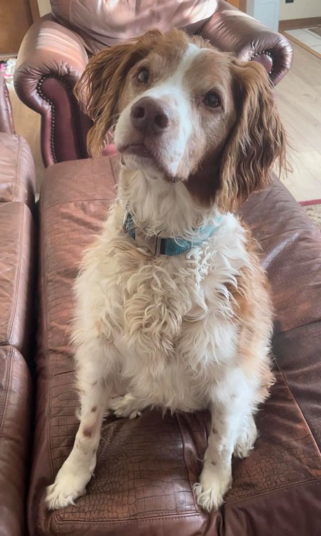 Enlarge Copper - 20037340 - FL, a Adopted Brittany Spaniel in Palm Springs, FL image 1/4