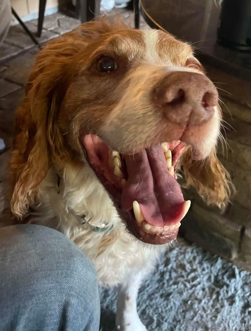 Enlarge Copper - 20037340 - FL, a Adopted Brittany Spaniel in Palm Springs, FL image 3/4