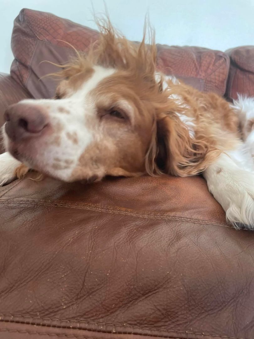 Enlarge Copper - 20037340 - FL, a Adopted Brittany Spaniel in Palm Springs, FL image 4/4