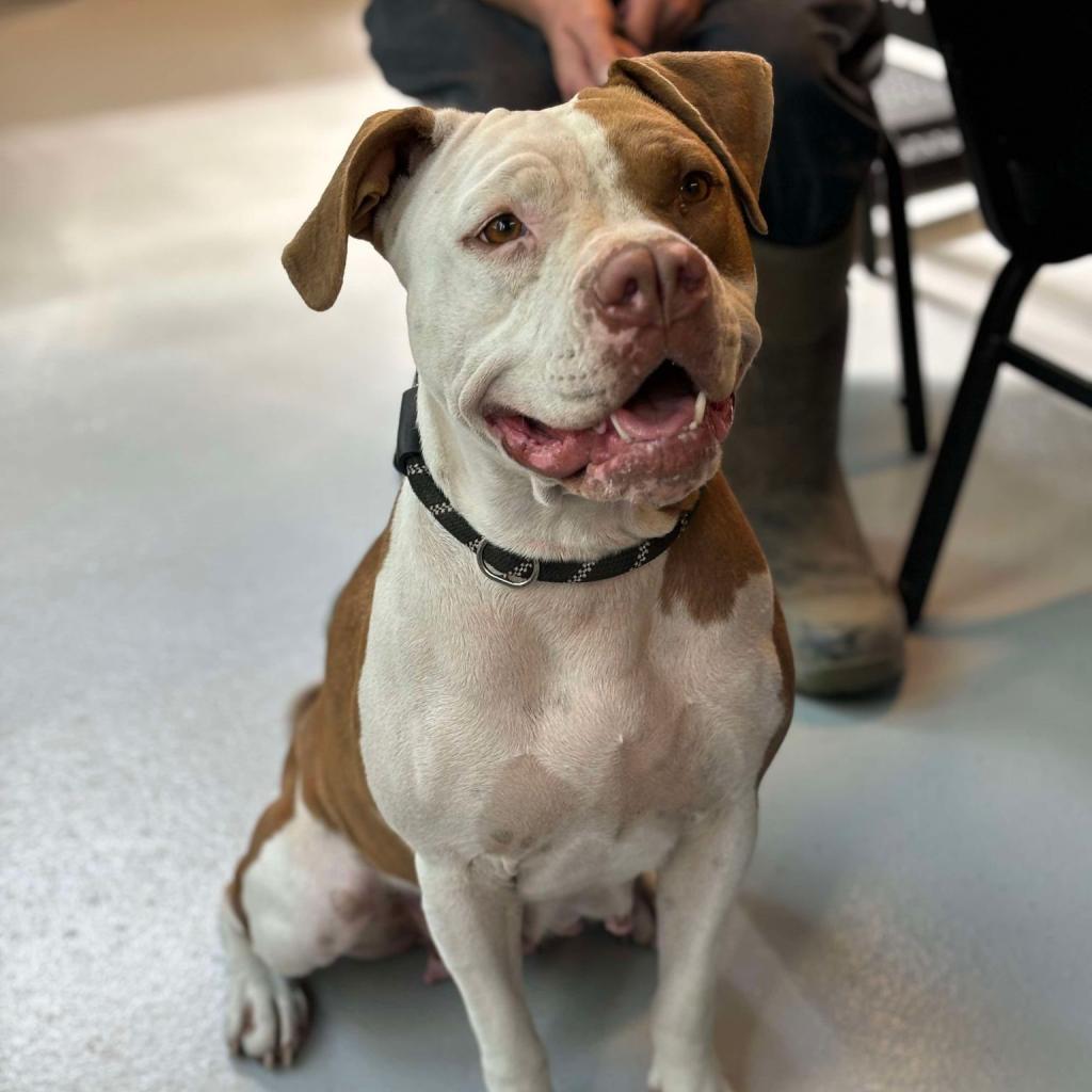 Pecan, Adoptable, Adult Female Mixed Breed.