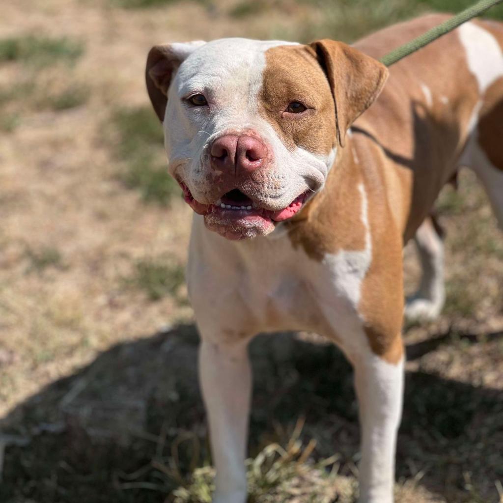 Enlarge Pecan, a Adoptable Mixed Breed in Huntington, WV image 2/6