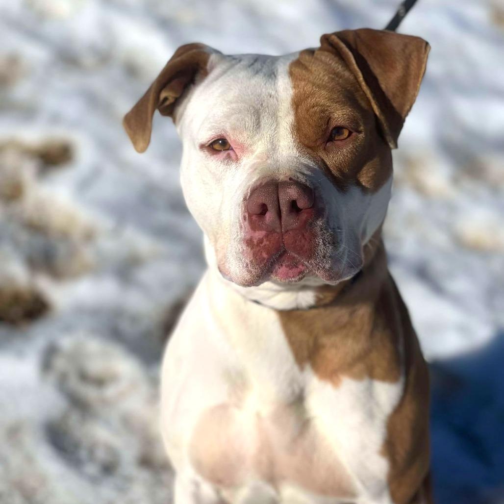 Enlarge Pecan, a Adoptable Mixed Breed in Huntington, WV image 3/6