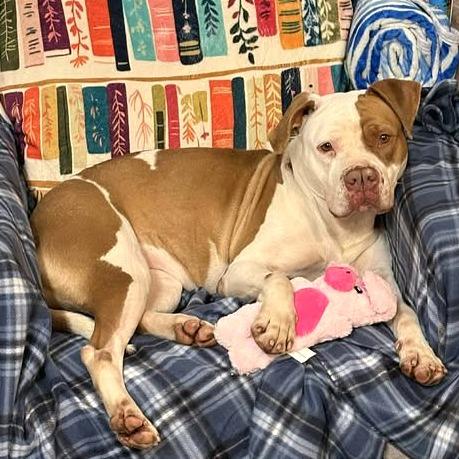 Enlarge Pecan, a Adoptable Mixed Breed in Huntington, WV image 5/6