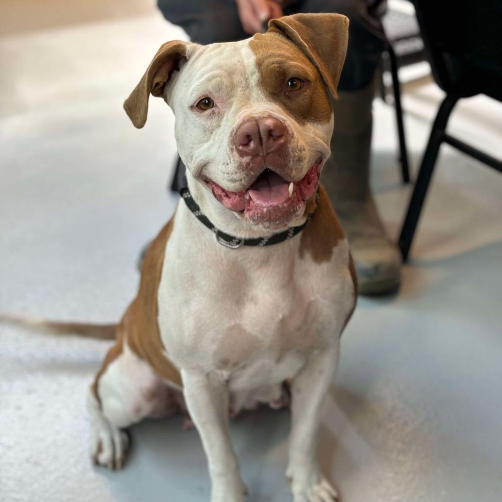 Enlarge Pecan, a Adoptable Mixed Breed in Huntington, WV image 6/6