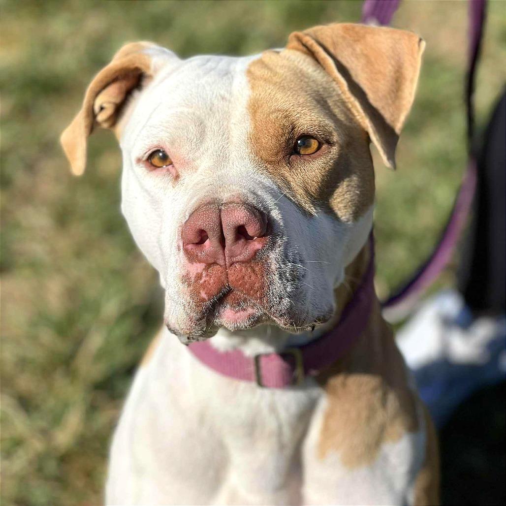 Enlarge Pecan, a Adoptable Mixed Breed in Huntington, WV image 6/6