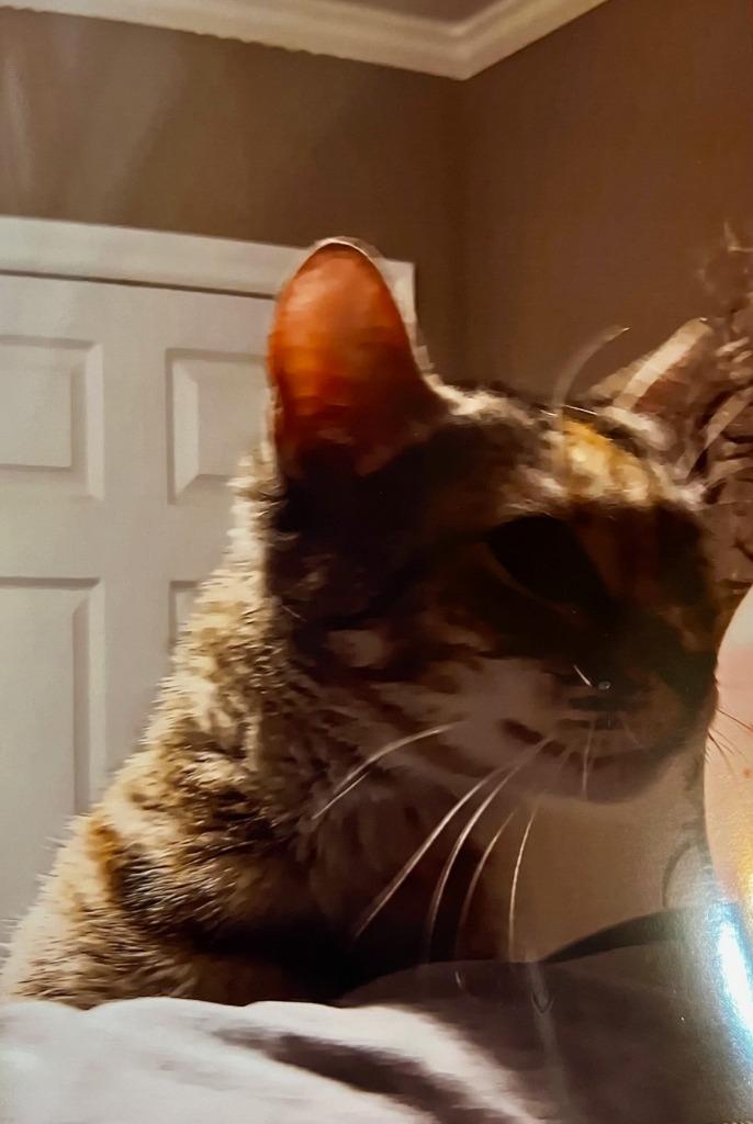 June, a Adoptable mixed breed in Marianna, FL image 2/2