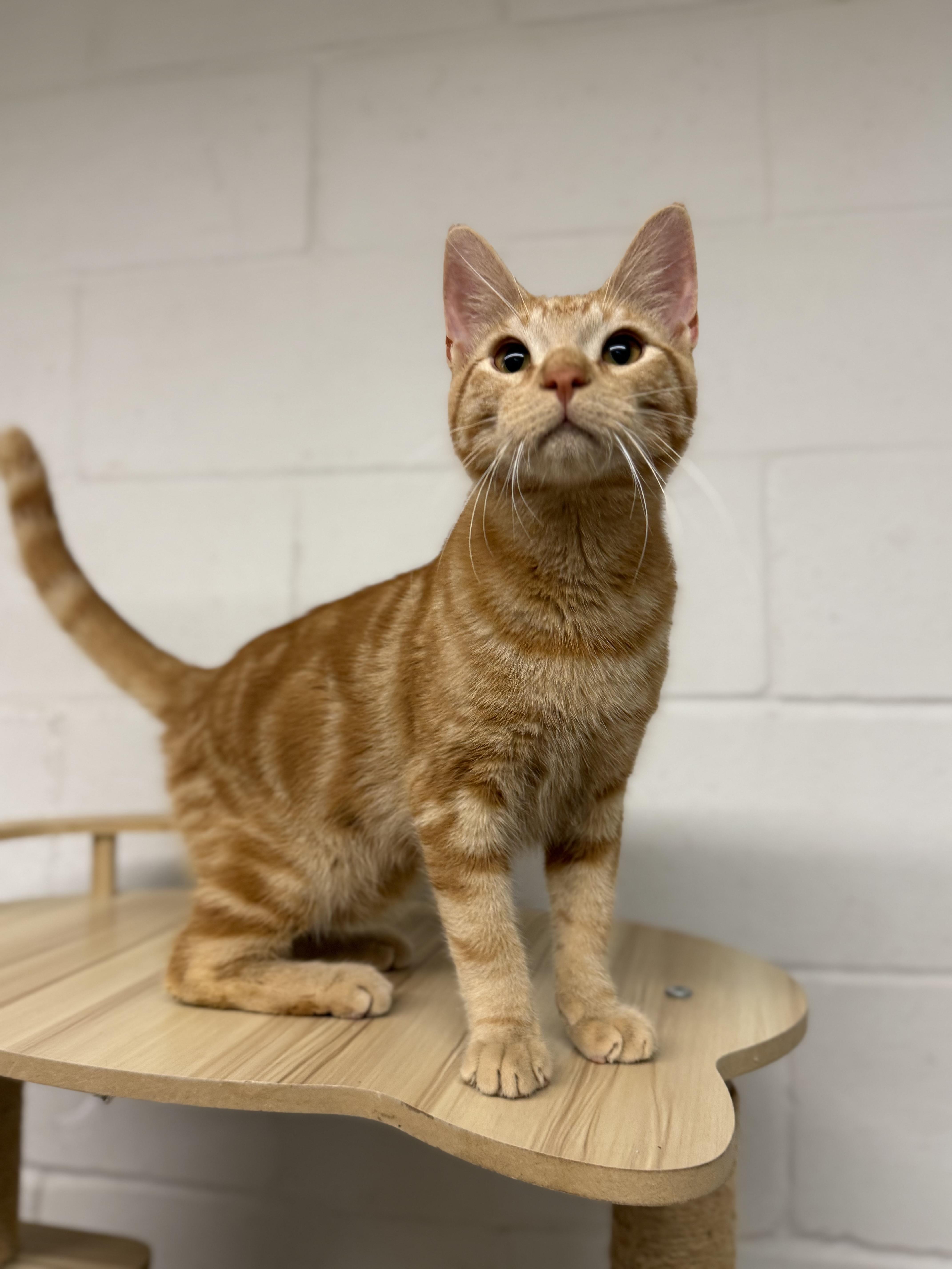 Enlarge Dean & Castiel, a ADOPTABLE Domestic Short Hair in Uvalde, TX image 1/6